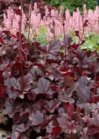 Heuchera Obsidian QT