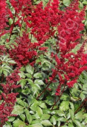 Astilbe Fanal 1 gal