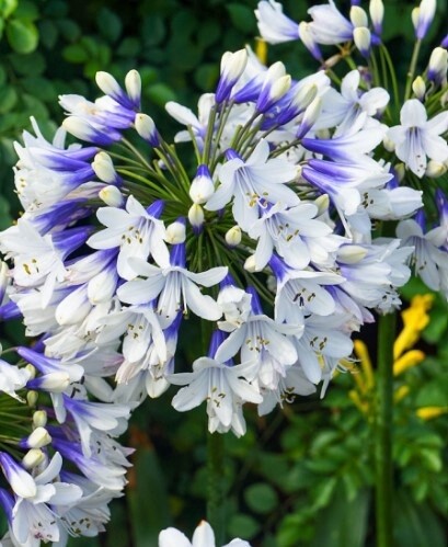 Agapanthus Twister 1 gal