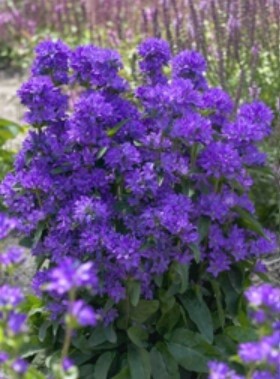 Bellflower Freya 1 gal