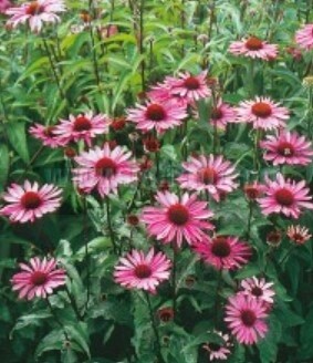 Echinacea Ruby Star 4"