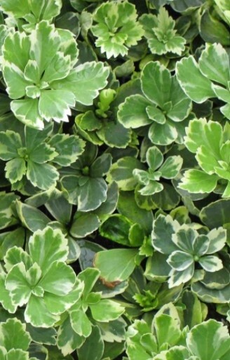 Pachysandra Silver Edge 4&quot;