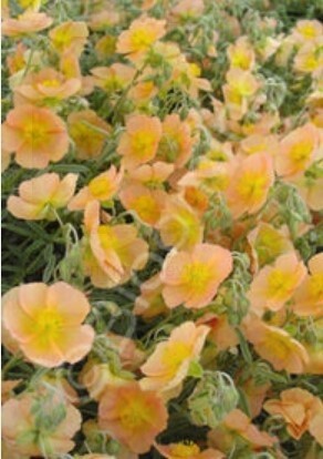 Sunrose Cheviot 4&quot;