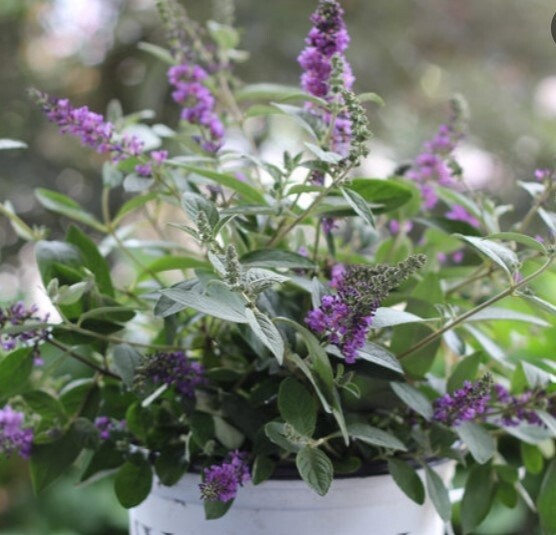 Buddleia Blue Chip Jr 1 gal
