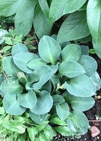 Hosta Mouse Ears 4"