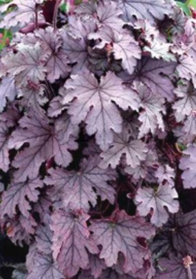 Heucherella Plum Cascade 1 gal