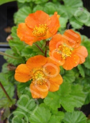 Geum Queen of Orange 4&quot;