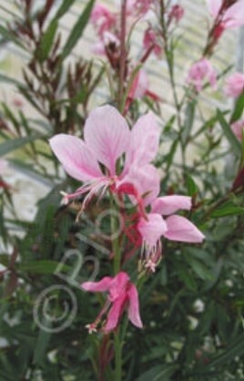 Gaura Passionate Blush 1 gal