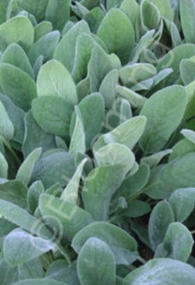 Stachys Lamb's Ear Helen von Stein Qt
