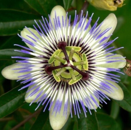Passion Vine Blue 1 gal