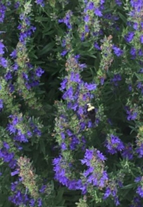 Hyssop Dwf Blue 4"