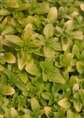 Oregano Golden 4&quot;