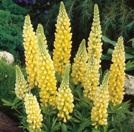 Lupine Gallery Yellow 4"