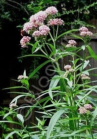Milkweed  Cinderella 4&quot;