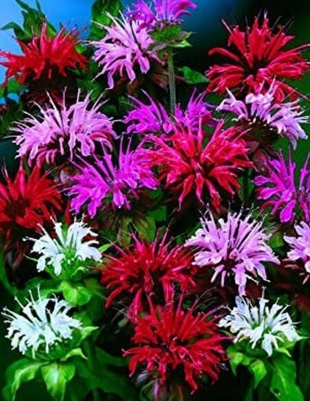 Monarda Panorama Mix 4&quot;