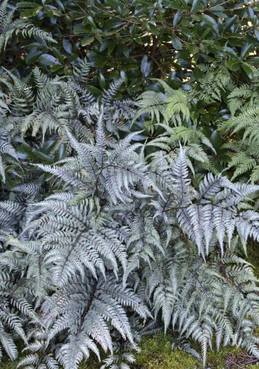 Japanese Painted Fern #1