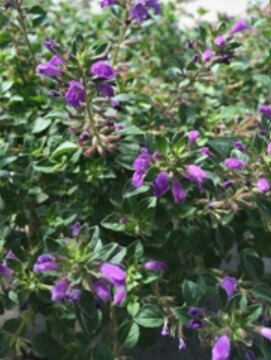 Alpine Rock Thyme 4&quot;