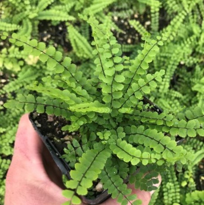 Fern Maiden hair 4&quot;