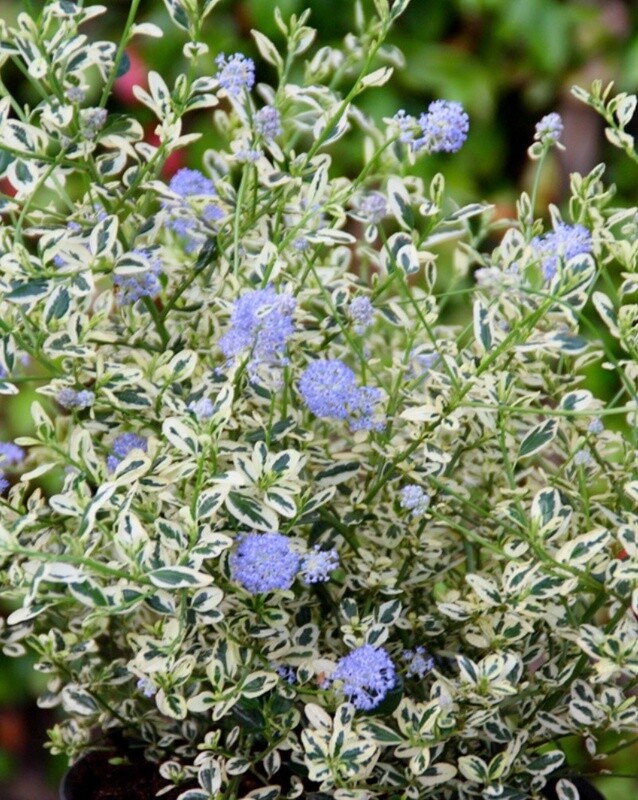 Ceanothus Cool Blue 1 gal
