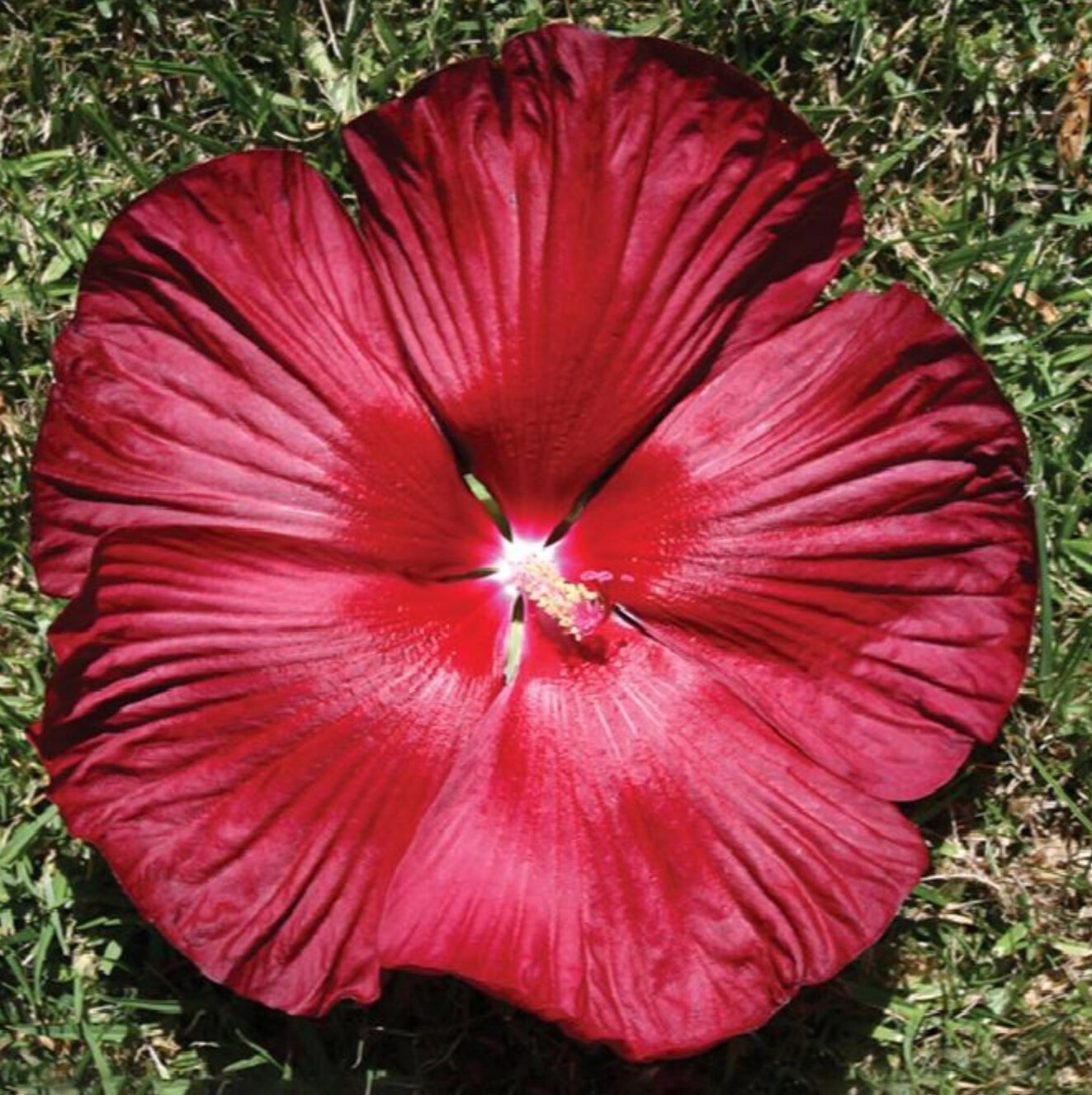 Hibiscus honeymoon deep red 2 gal