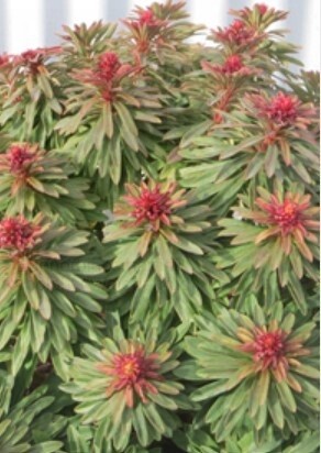Euphorbia Rudolph 1 gal
