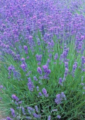 Lavender Violet Intrigue 1 gal