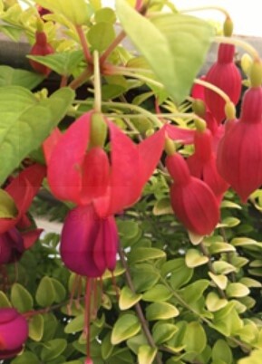 Fuchsia Golden Herald 1 gal