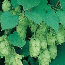 Hops Cascade 1 gal