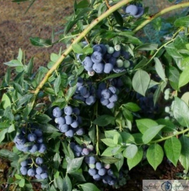 Blueberry Legacy 1 gal