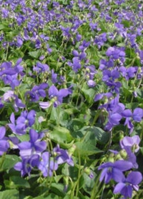 Viola Odora Blue Remington 4&quot;