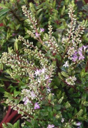 Hebe Purpurea 1 gal