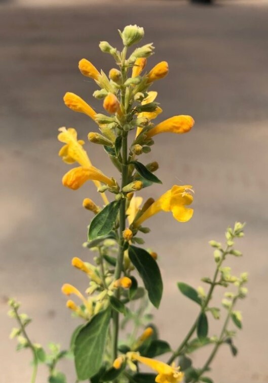 Agastache Arizona Sun 4&quot;