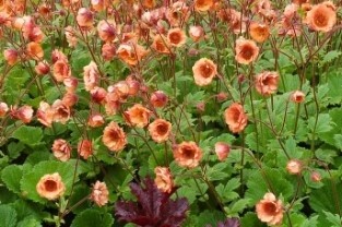 Geum Tempo Orange 1 gal