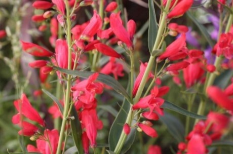 Penstemon Red Riding Hood 1 gal