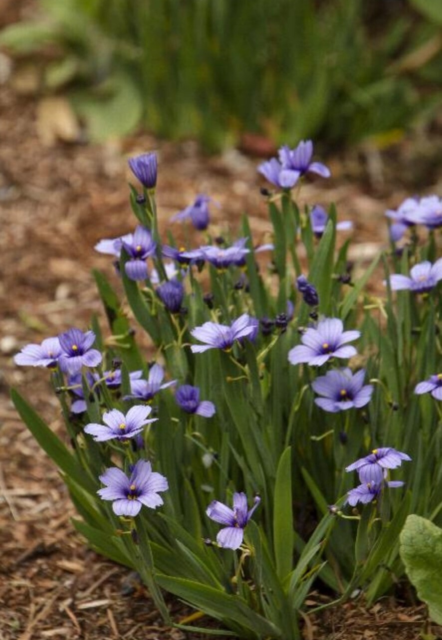 Lucerne Blue-Eyed Grass 1 gal