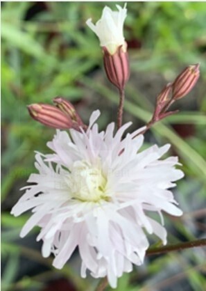 Lychnis Henri QT