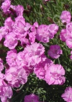 Dianthus Tiny Rubies 4"