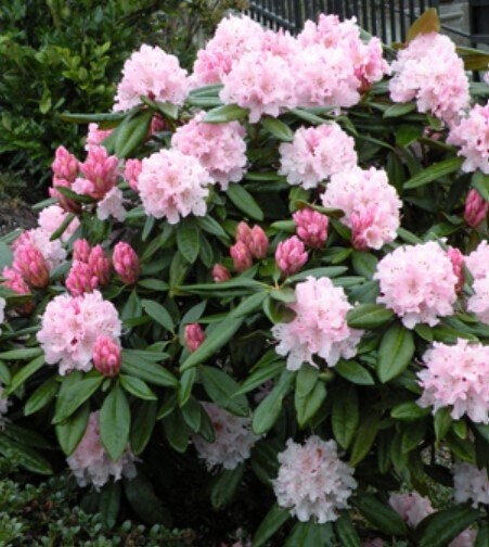 Rhody Christmas Cheer 6 gal