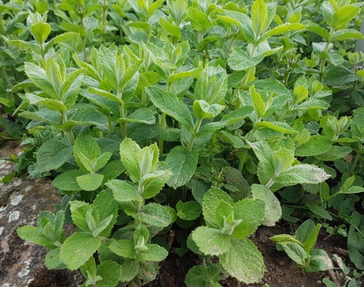 Mint Apple 4&quot;
