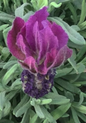 Lavender Primavera 1 gal