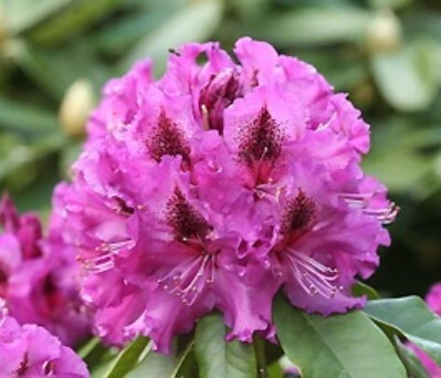 Rhody Colonel Coen 6 gal
