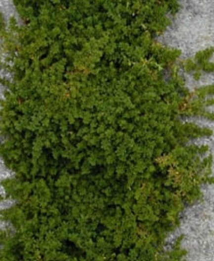 Herniaria Green Carpet glabra 4"