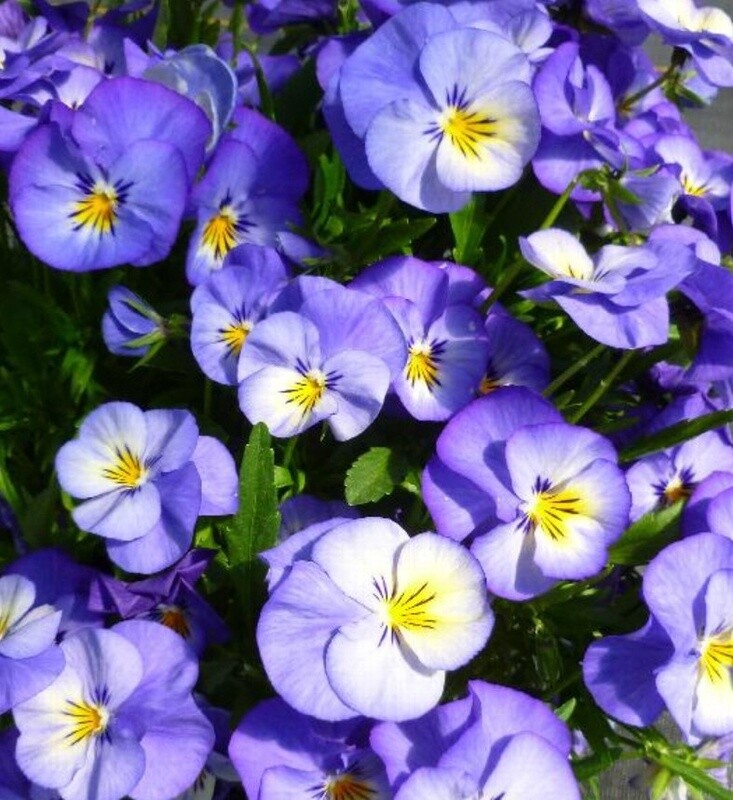 Viola Halo Sky Blue 4&quot;