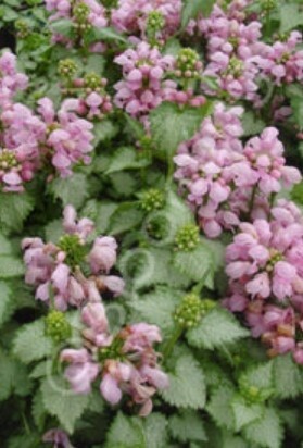 Lamium Pink Pewter 4&quot;