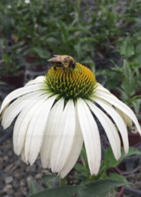 Echinacea White Swan 4"