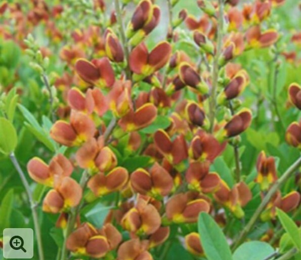 Baptisia Cherries Jub 1 gal