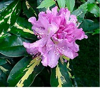 Rhody Goldflimmer 6 gal