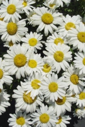 Shasta Daisy Snow Cap 1 gal