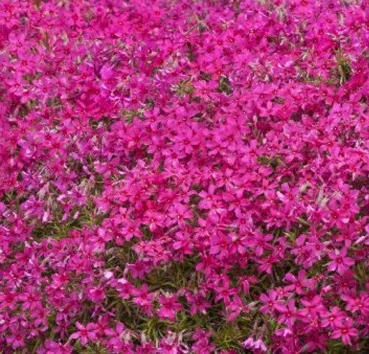 Phlox spr Dark Pink 4&quot;