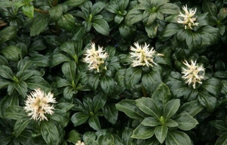 Pachysandra Green sheen 4